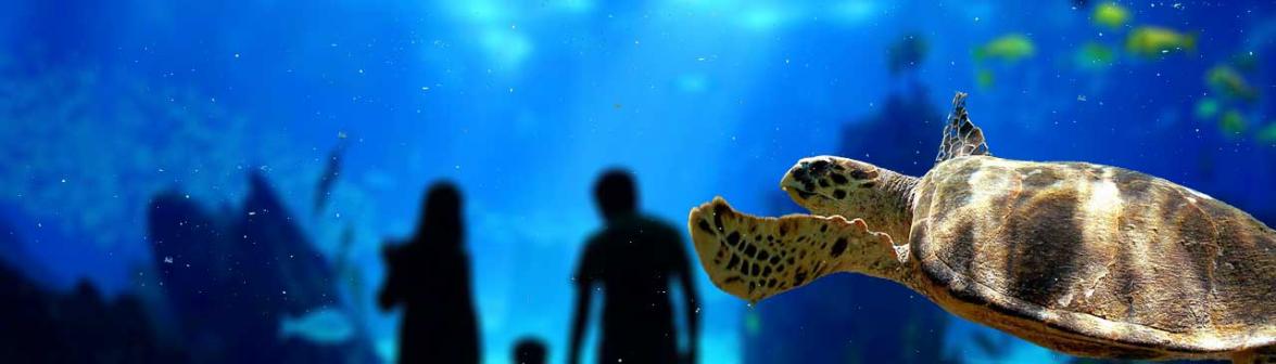 Acquario di Cattolica - LA TARTARUGA Acquario di Cattolica - LA TARTARUGA