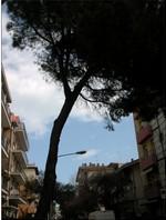 Da lunedì 15 Aprile verrà effettuato l'abbattimento di un pino domestico in via Ferrara n. 29-31 secondo disposizione del Responsabile del Servizio.