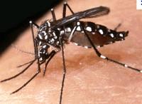 Misure per la prevenzione ed il controllo delle malattie trasmesse da insetti vettori  ed in particolare dalla zanzara tigre.