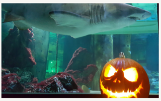 Acquario di Cattolica