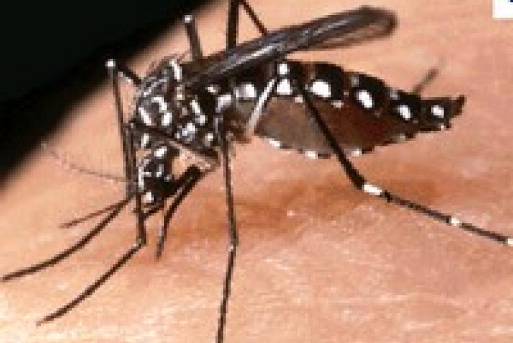 Misure per la prevenzione ed il controllo delle malattie trasmesse da insetti vettori  ed in particolare dalla zanzara tigre.