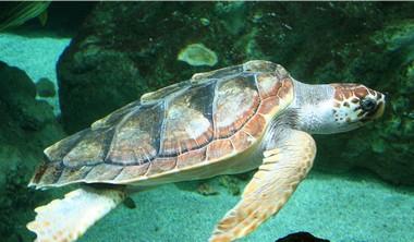 Un bell'esemplare di Caretta Caretta