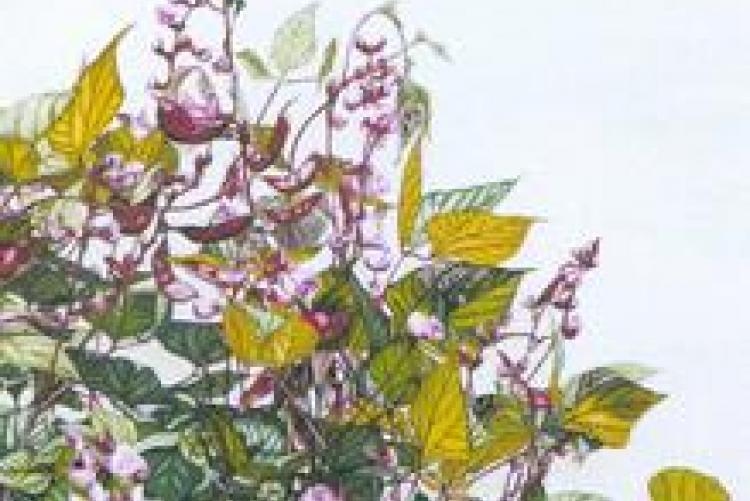 Fiori veri mostra di Giovanna Tiraferri