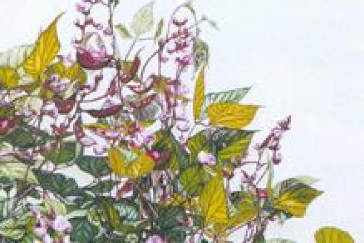 Fiori veri mostra di Giovanna Tiraferri