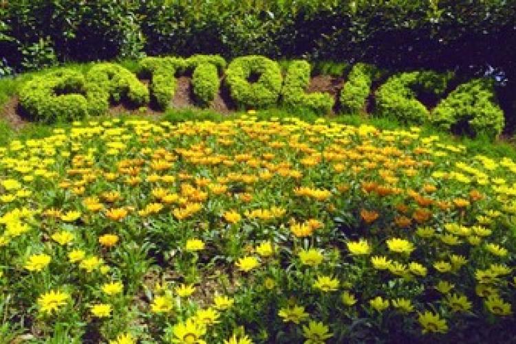 43esima Mostra dei Fiori . Edizione da record