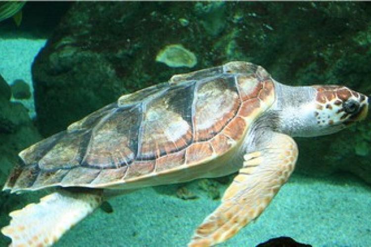 Un bell'esemplare di Caretta Caretta