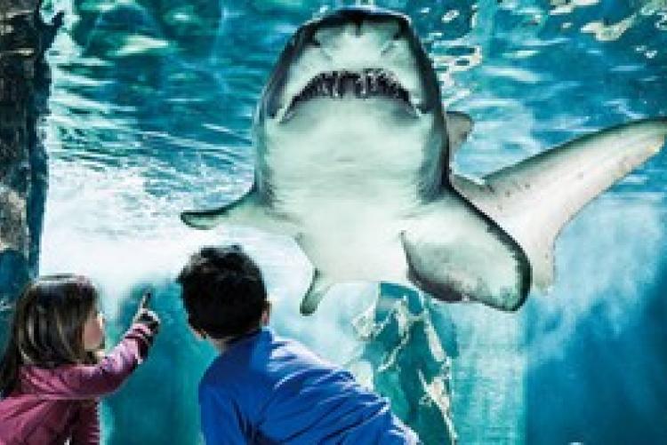 Spettacoli teatrali e animazione all'Acquario per il Festival dei Bambini