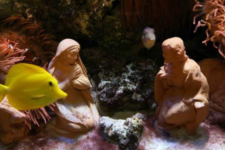 A NATALE L'ACQUARIO DI CATTOLICA REGALA EMOZIONI: TUTTI GLI APPUNTAMENTI DI DICEMBRE E GENNAIO 