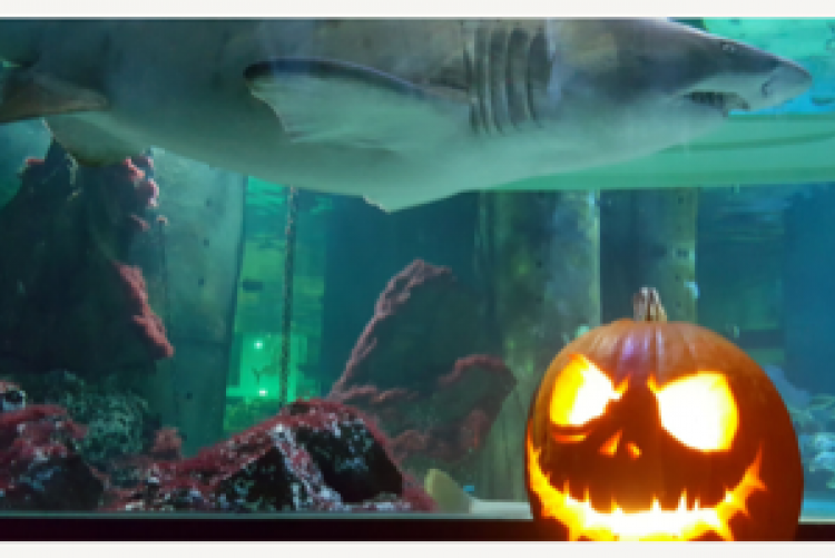Acquario di Cattolica